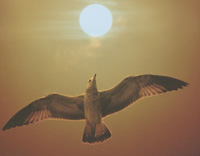 The Sea Gull