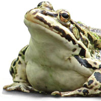 LeapFest 8